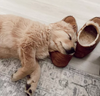 L.L. Bean M's Wicked Good Moccasin
